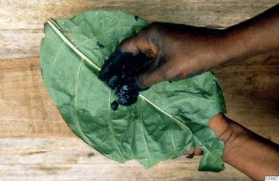 Indigo paste on a leaf
