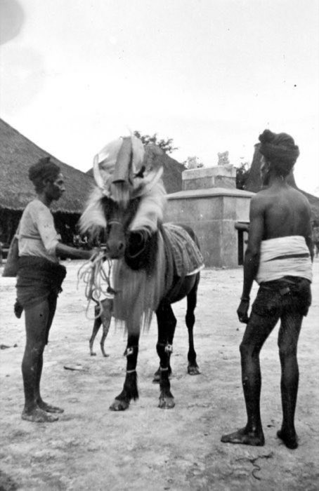 Ceremonially draped horse at a burial, Rendeh, Mangili